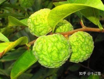 柘树 - 知乎
