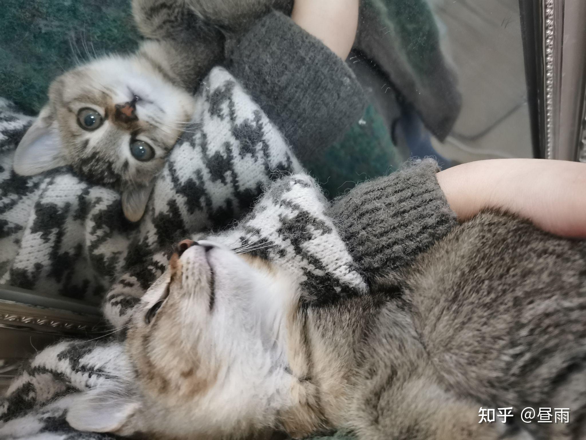 养雀猫(麻猫)是一种怎样的体验? - 知乎