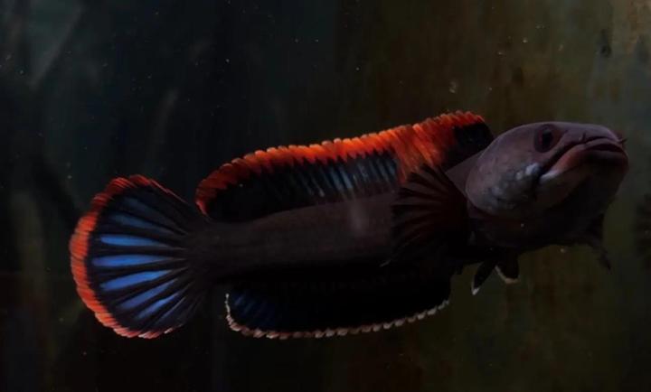 你的背鳍是着火了吗？火背雷龙Channa Sp.Laos Frieback - 知乎