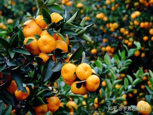 橘子拼音 葡萄拼音 西瓜拼音