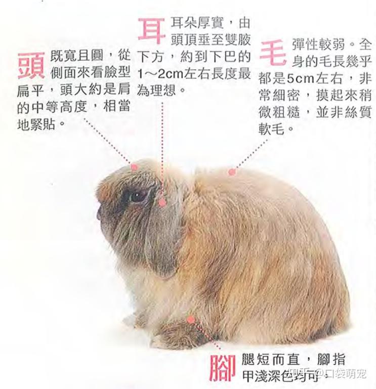 垂耳兔主要有哪几种品相的呐？ - 知乎