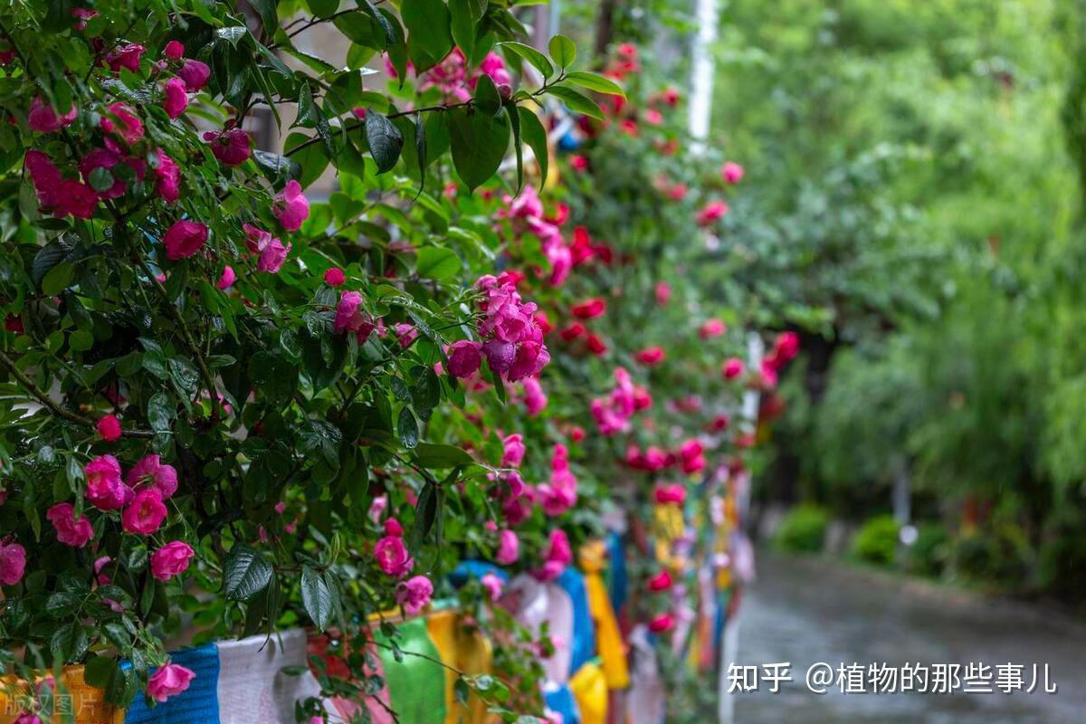 浅谈月季花的品种及分类 - 知乎