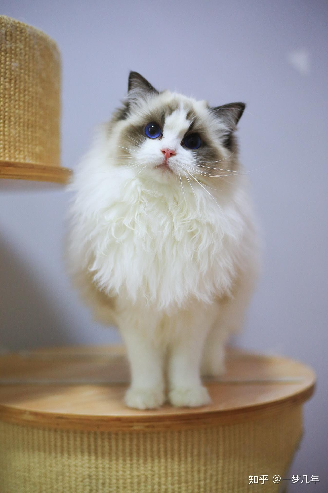 布偶猫有多美有哪些值得分享的布偶猫照片