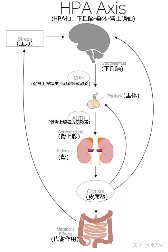 肾上腺轴图片