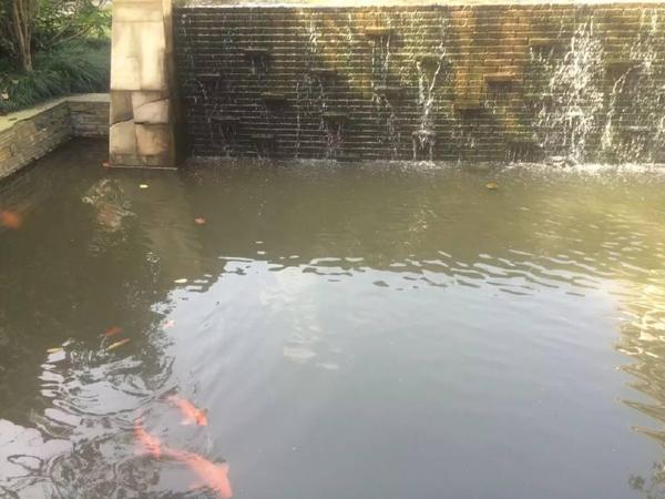 短鲷的水质_白兰特短鲷_水质检测仪 区别水质色度仪
