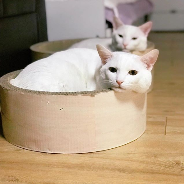 吸猫大会土耳其梵科迪斯猫mihomang