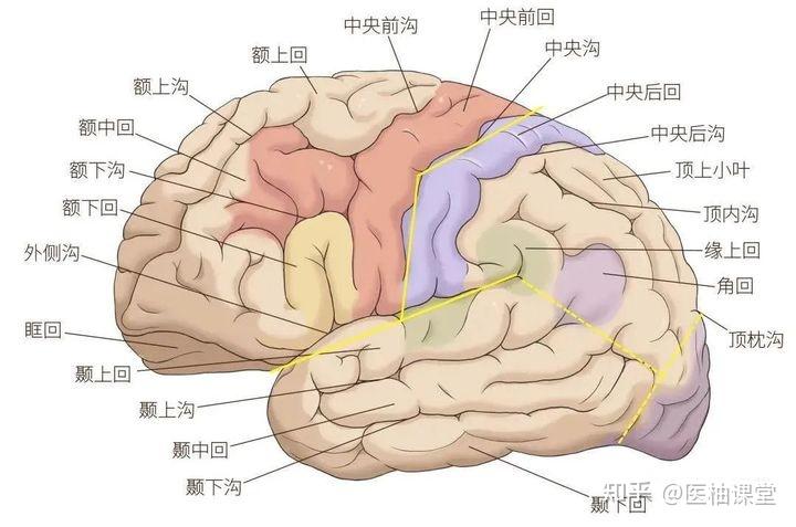 脑叶的功能解剖及病损表现 - 知乎