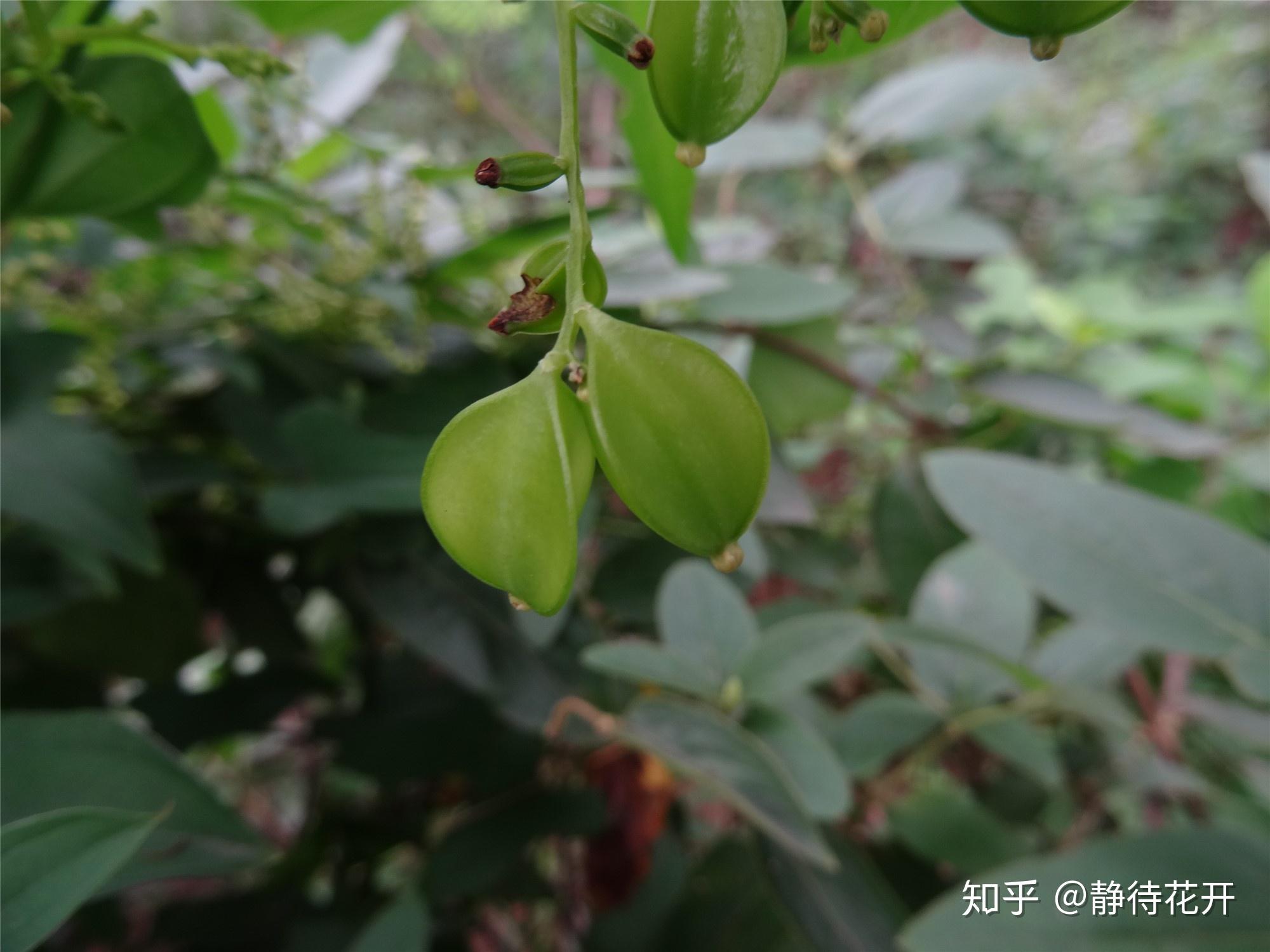 山药的花和果 - 知乎