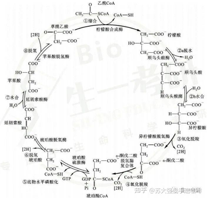 emp途径 方程式图片