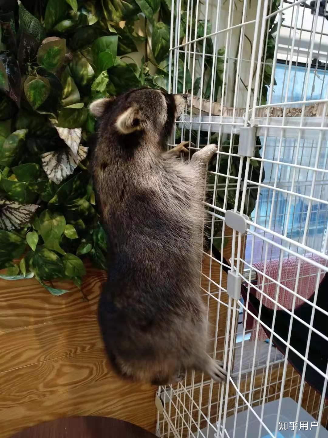 乾脆面君浣熊在中國當寵物販賣飼養是合法的嗎