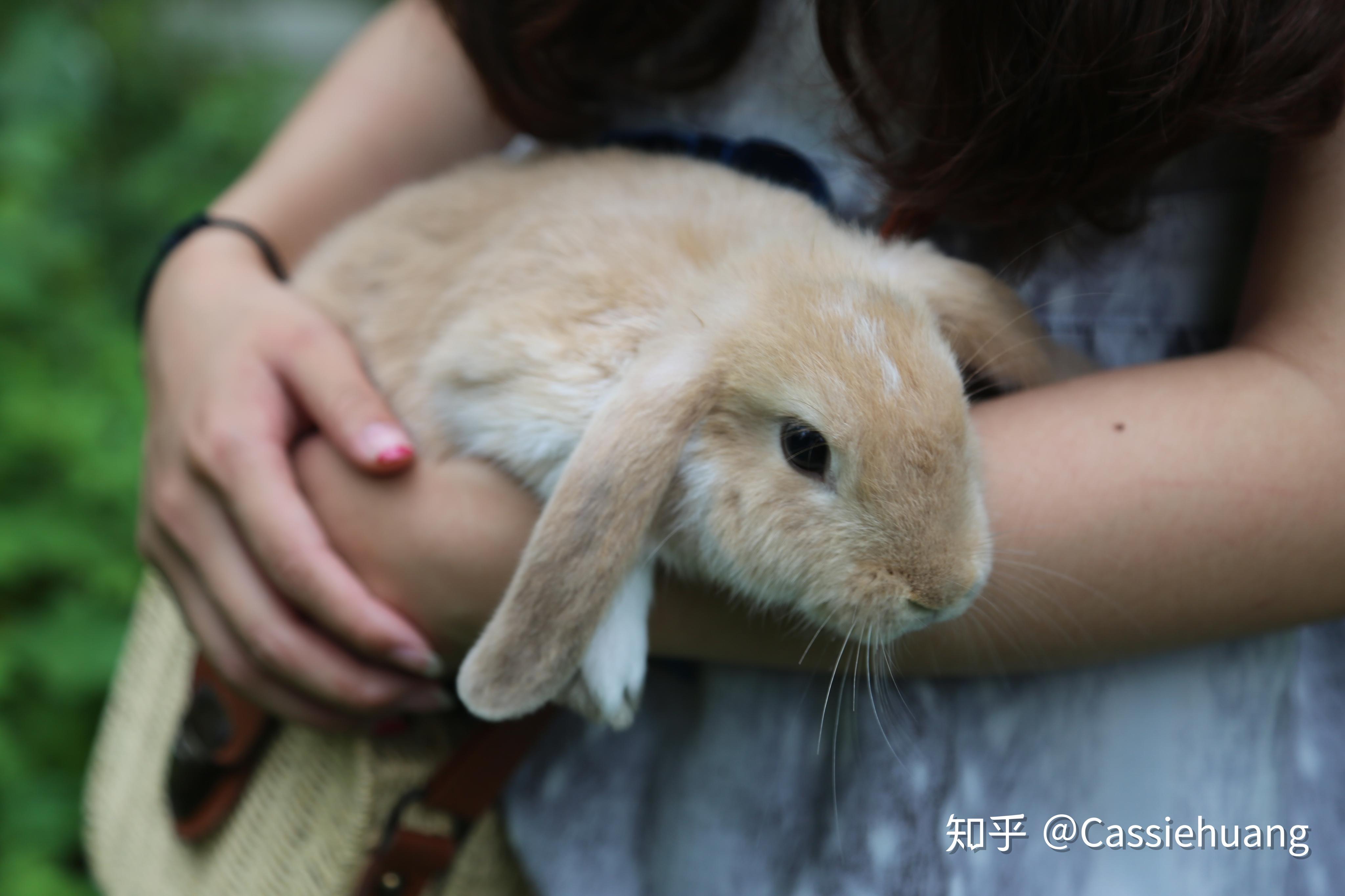 摄影｜孚孚首张个兔写真（垂耳兔 宠物摄影） |摄影|宠物摄影|FFFRingo - 原创作品 - 站酷 (ZCOOL)