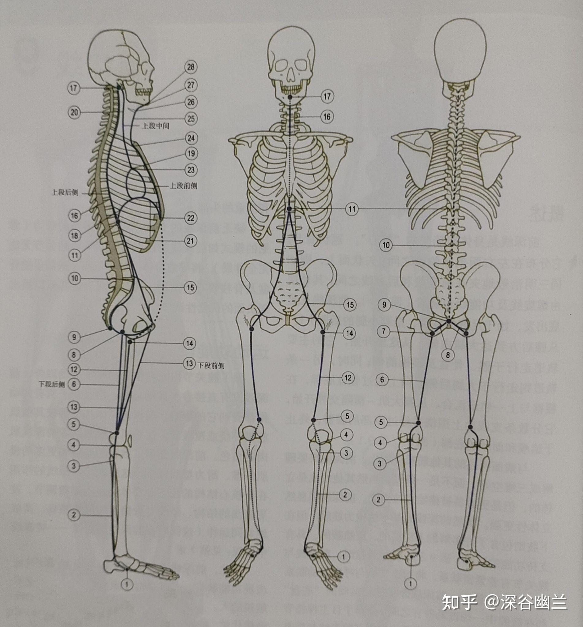 前表链肌肉图片