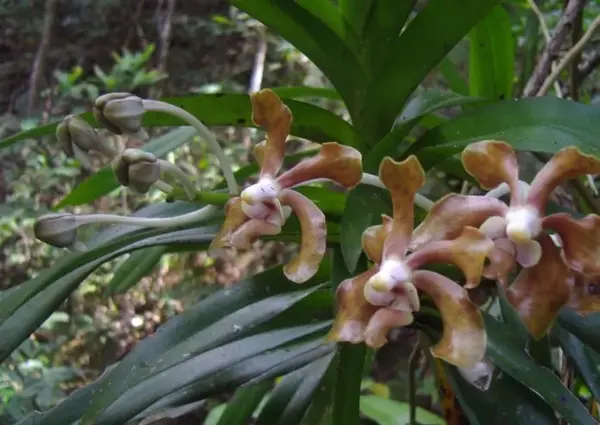 秋冬花卉推荐 万代兰的鉴赏与养护管理 知乎