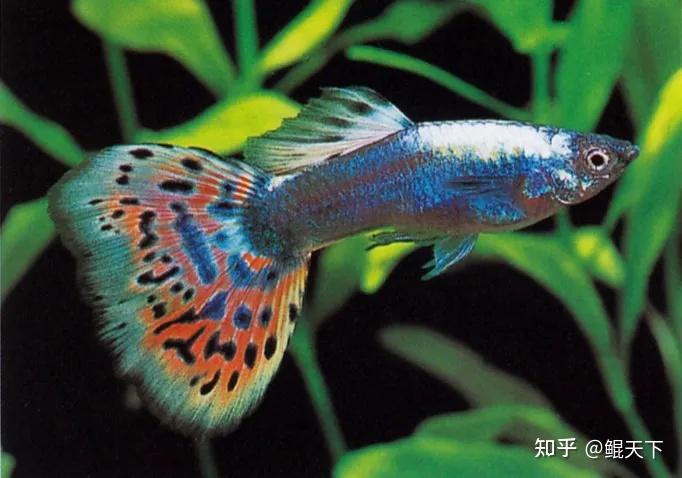 孔雀鱼谱系之马赛克孔雀鱼