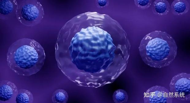 水螅“永生”的秘密，暗藏在体内的干细胞 - 知乎