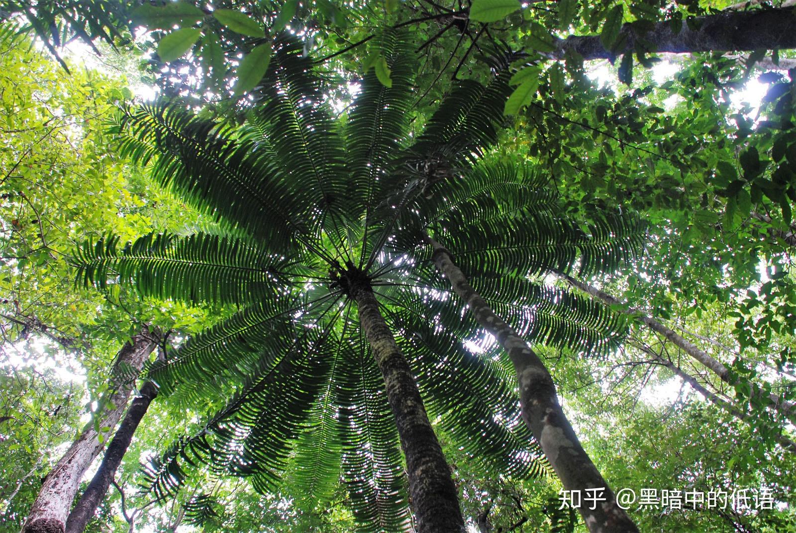 霍普氏鳞木铁lepidozamiahopei