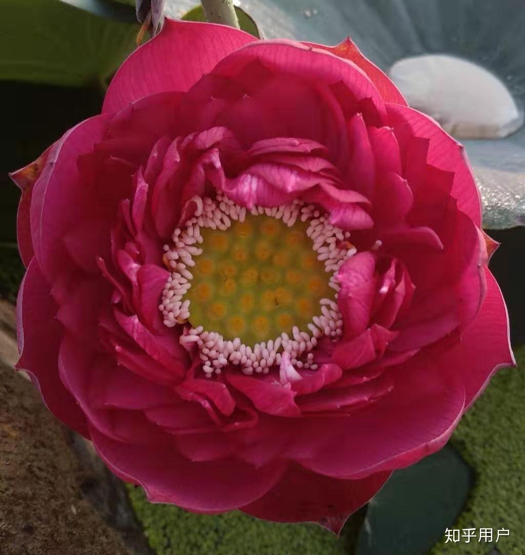 碗莲怎么水培?(水培碗莲种植方法图解)