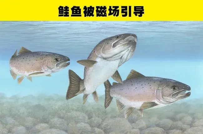 为什么一些动物能够使用地磁场导航？