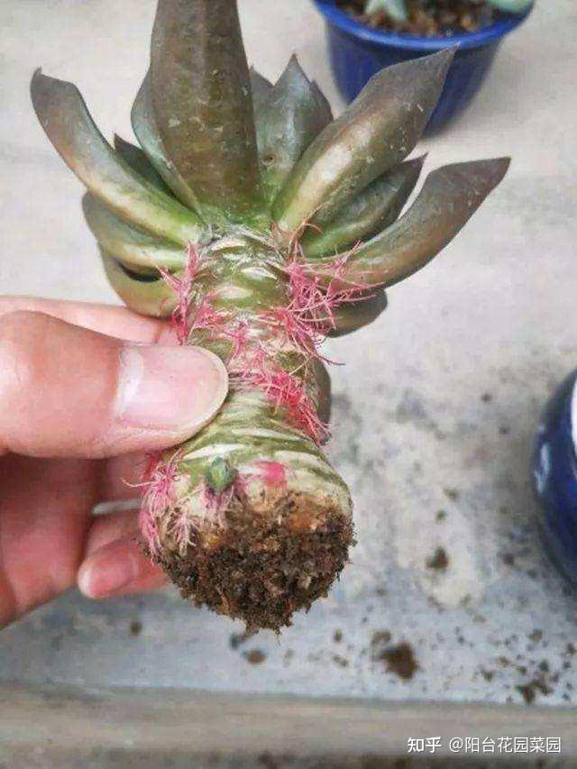 7种花有了“气生根”,剪下来就活,不用费劲扦插了 - 知乎