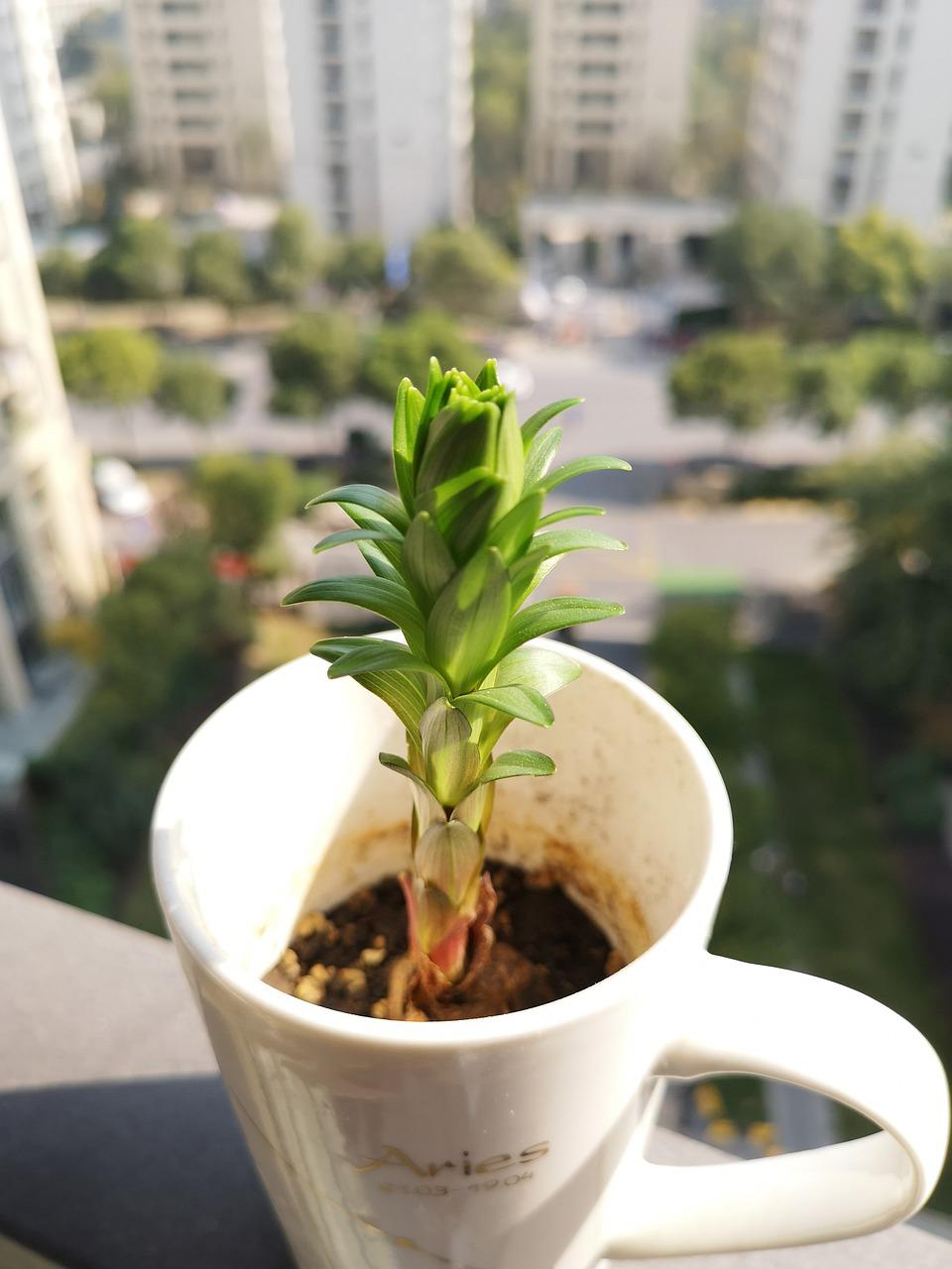 2. 准备移栽土壤