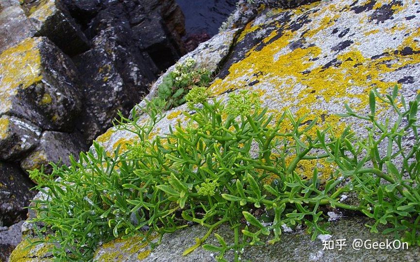 海茴香在護膚品添加有什麼效果