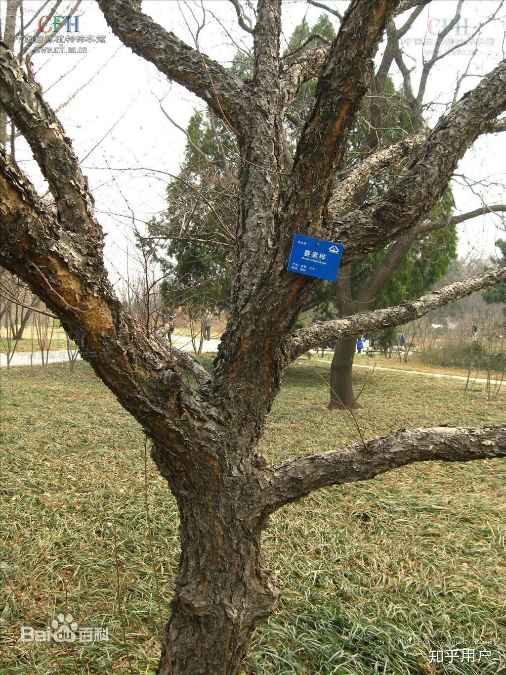 铁桦树硬度图片