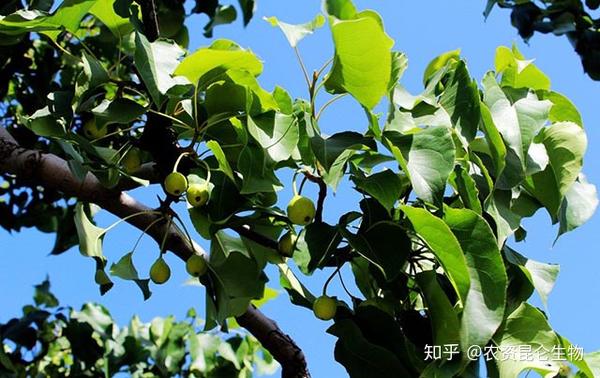 梨树香梨根腐病用什么药效果好?黄叶死苗预防方法,烂根病死苗用“根小子” - 知乎