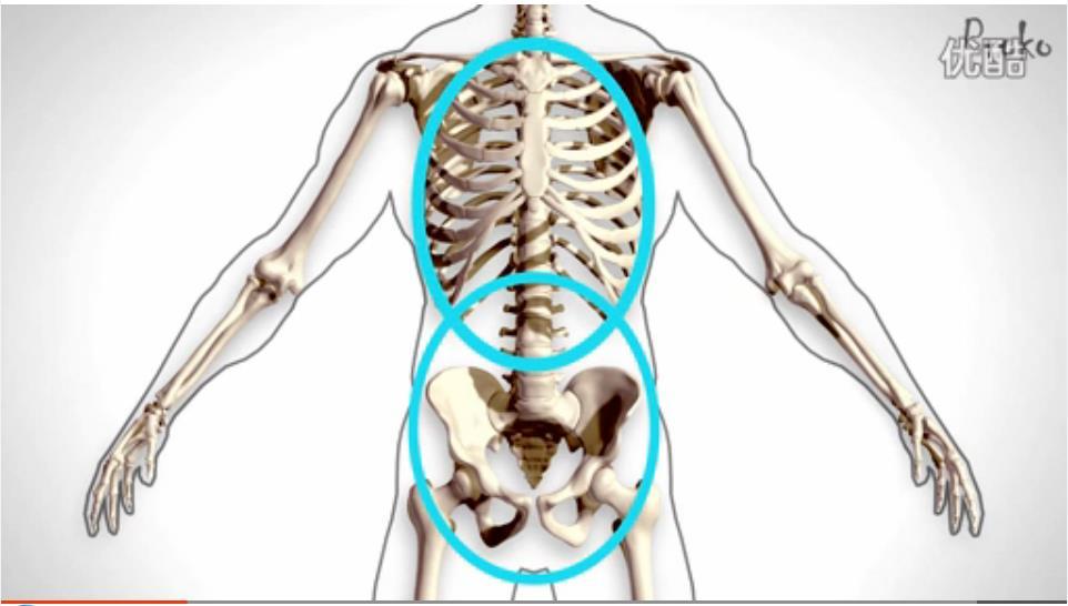 proko人體繪畫技法(胸腔與臀部結構) - 知乎