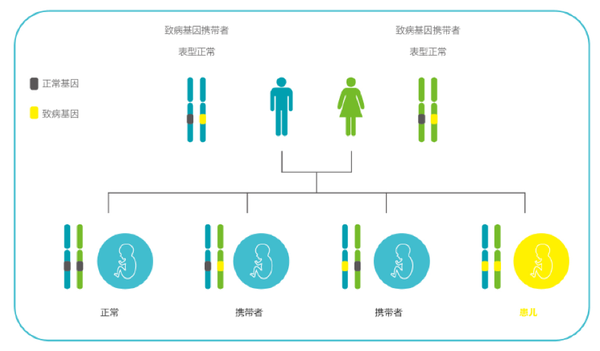 x染色体隐性遗传图解图片