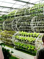 超全的蔬菜景观知识 实用美观 知乎