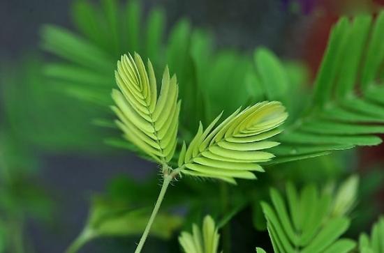 基本上是的,但也有例外,比如含羞草,虽然不是白色的,但是味道清冽,也