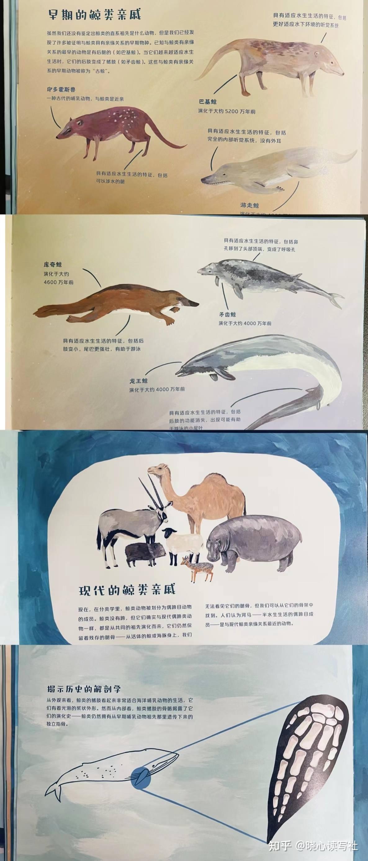 鲸鉴》：手绘图鉴带你走入鲸的世界- 知乎