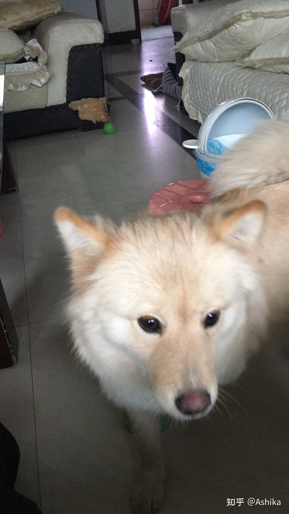 土松狮是土狗中最有希望成为国产翘楚的,为什么知道它的人寥寥无几? - 知乎