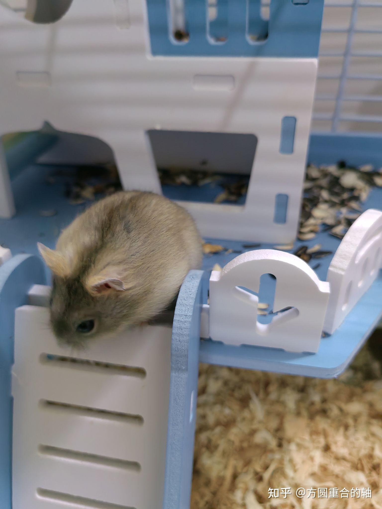 仓鼠布丁为什么毛色变黑变灰了