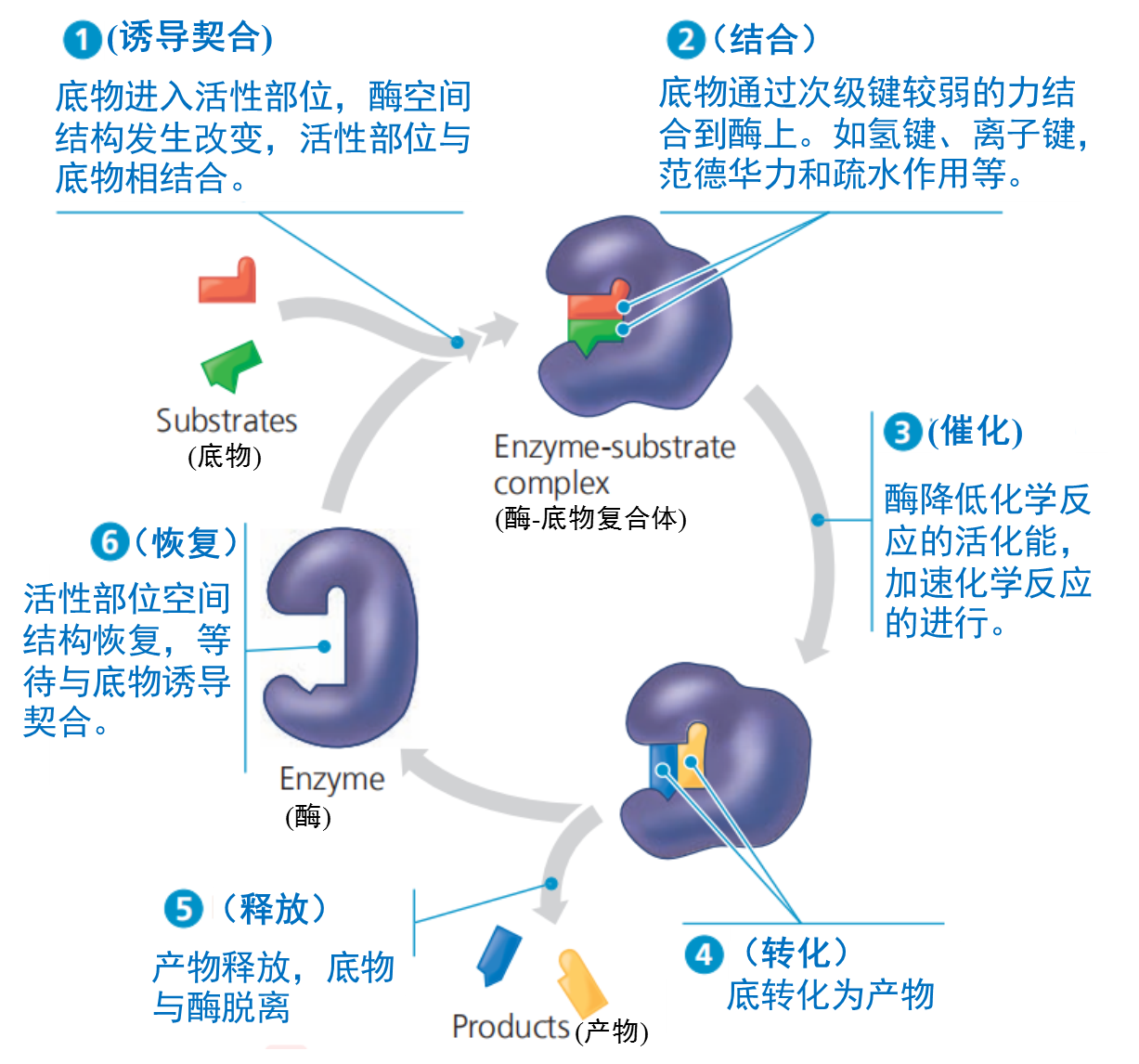 酶的竞争性抑制剂和非竞争性抑制剂有什么区别? - 知乎