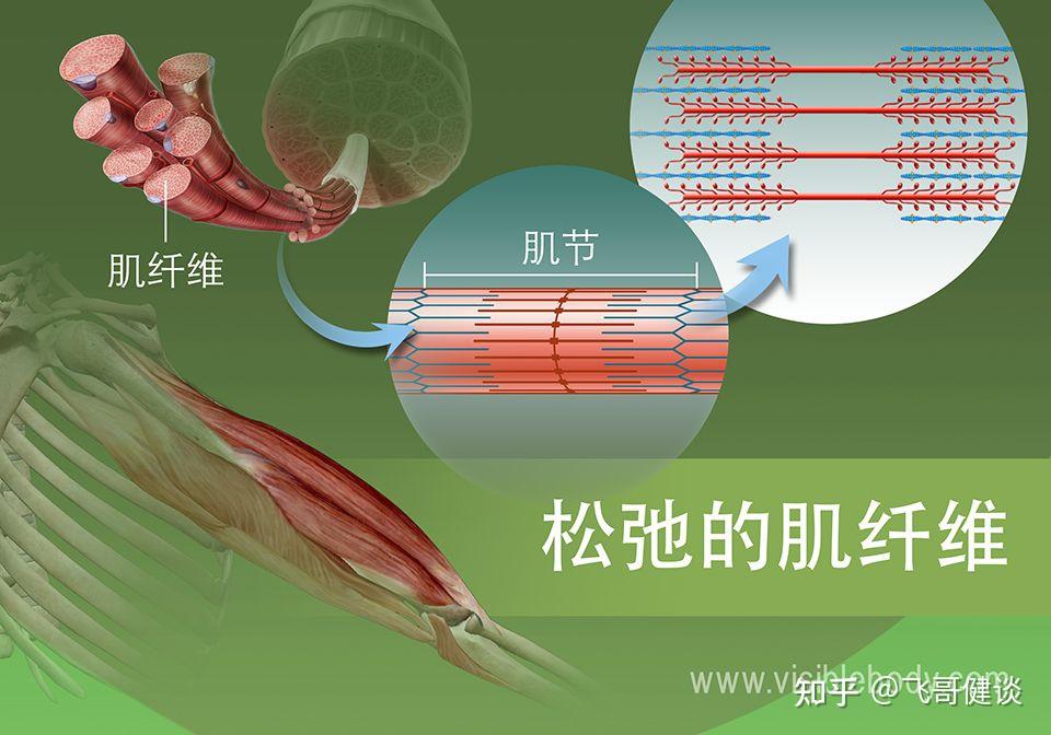 运动神经元是如何控制肌肉运动的? - 知乎