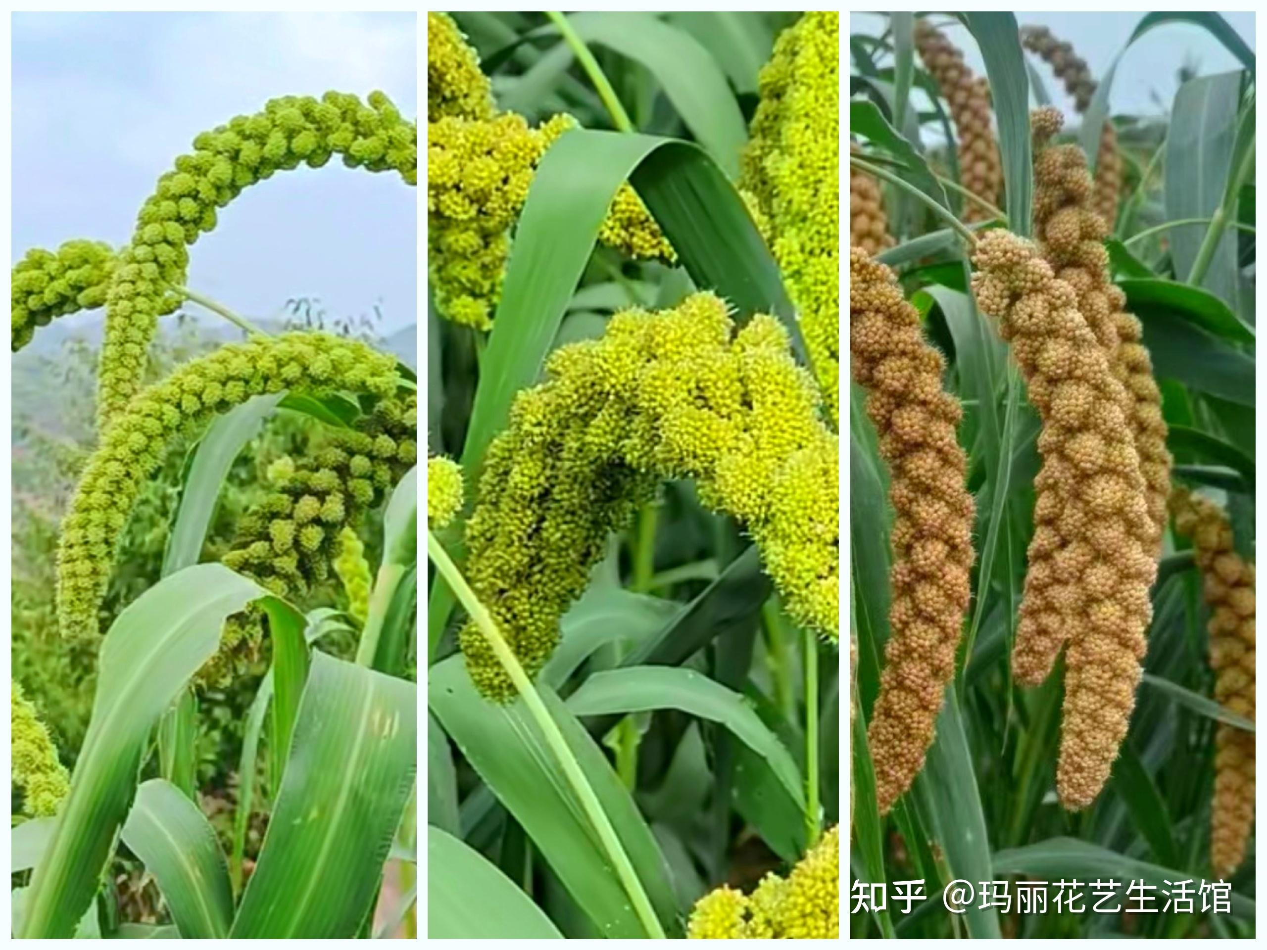 五谷开花太漂亮了!对于常吃的粮食开的花,看看你能认识几种?