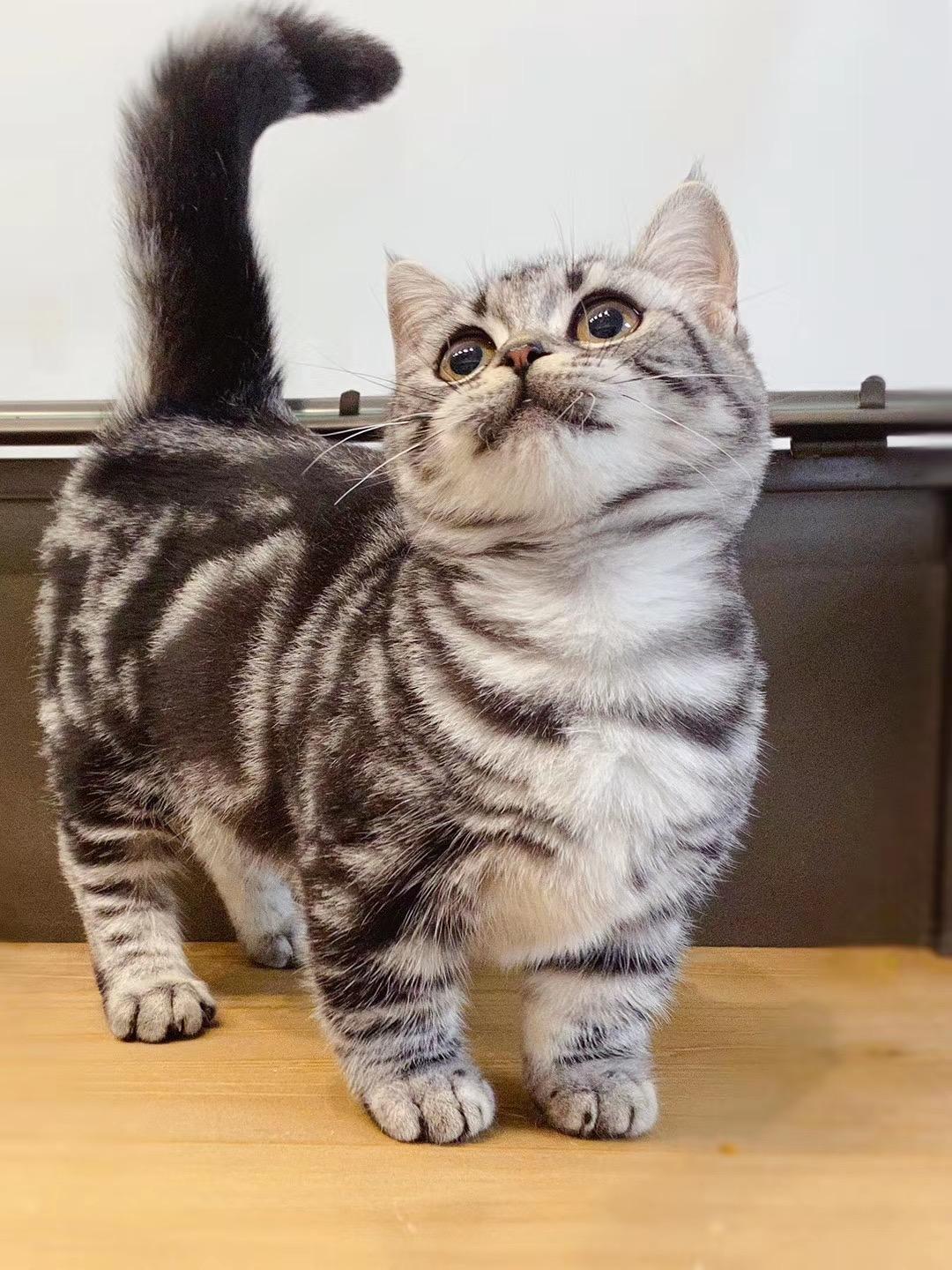 珠三角在哪批发美短银虎斑猫 知乎 珠三角在哪批发美短银虎斑猫 知乎