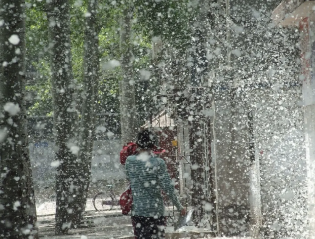 官方回应「为什么不能把杨柳树都砍了」，有哪些考量？为什么杨柳树能成为早年城市绿化的主力树种？