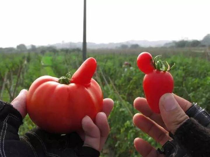 番茄非侵染性病害之畸形果二