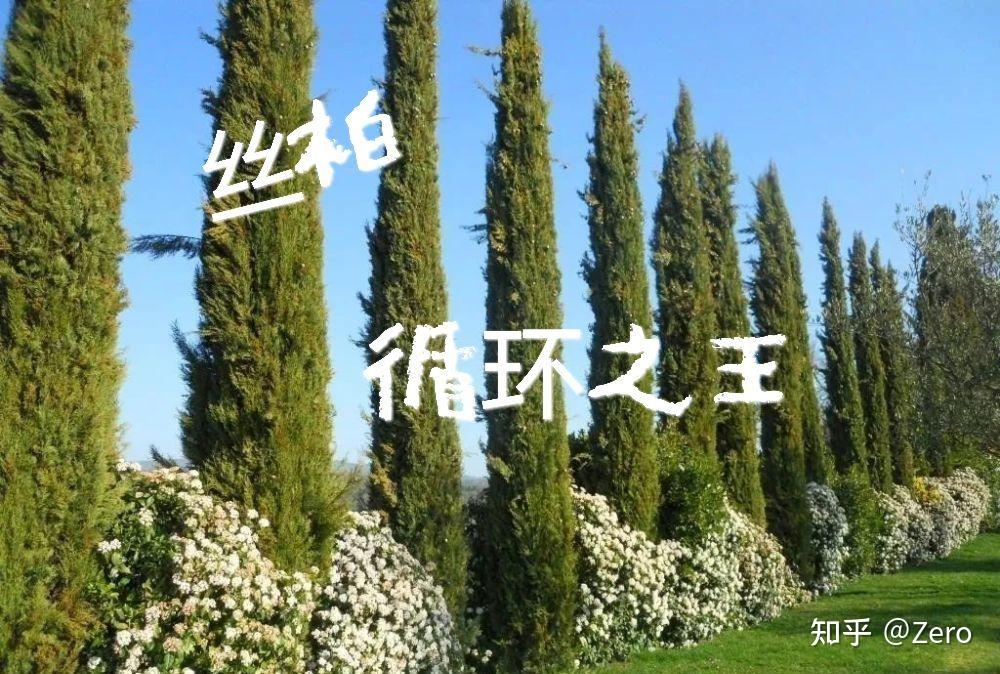 【中医芳疗】第2篇——丝柏 - 知乎