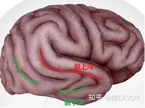 中枢神经系统解剖—端脑(1) - 知乎