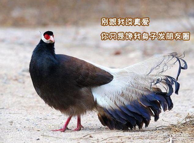奇葩养宠：随处拉的鸡也能当宠物养？ - 知乎