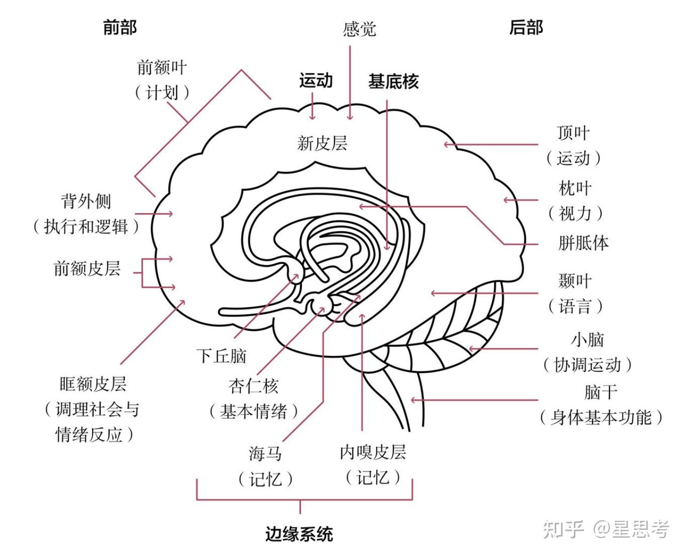 人脑简图图片