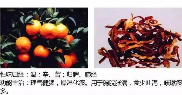 500余种中草药图  第220张