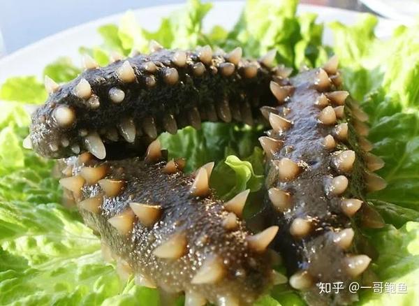 常见食用海参大全,看完小白都能成为半个专家! - 知乎