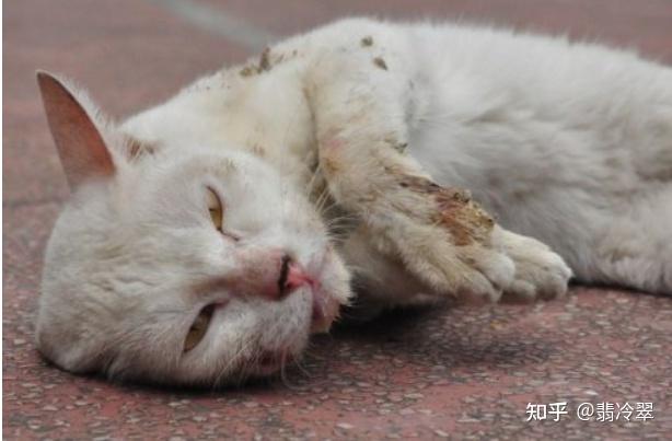 猫得了狂犬病还会喝水吗