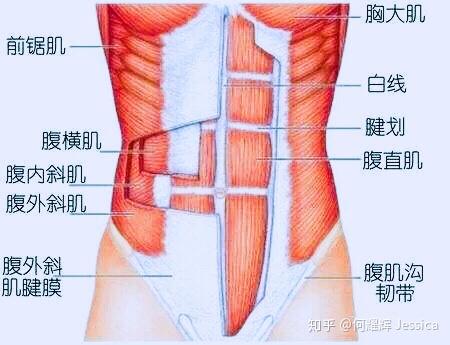 你的马甲线练对了吗 教你快速安全高效打造马甲线和人鱼线 知乎