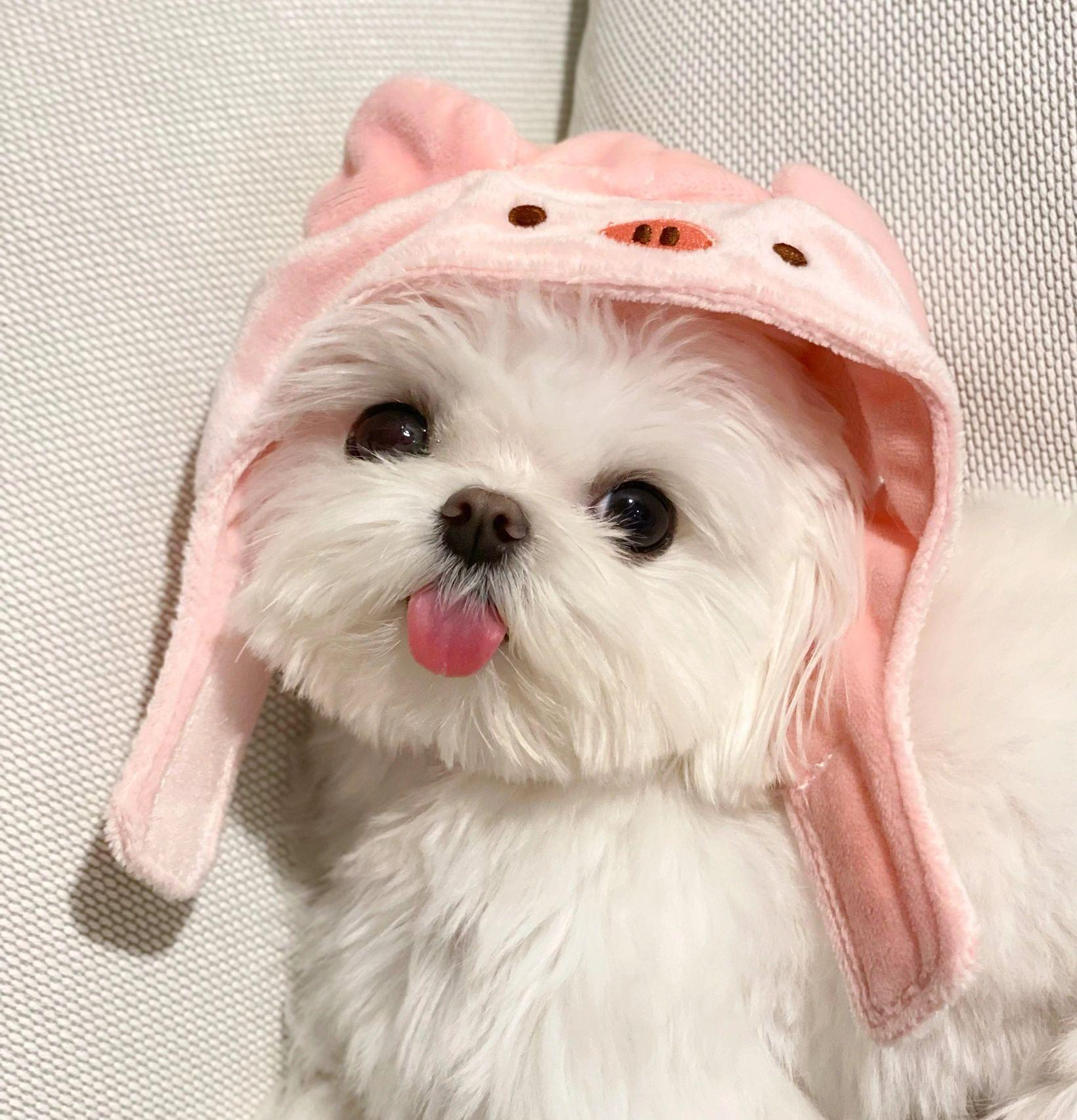 有哪些可爱的狗狗头像?