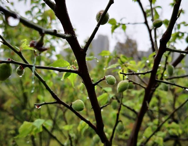 错过了赏梅花期,雨中赏梅果也是极好的! - 知乎